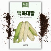 백옥대찰 옥수수씨앗 (100립), 1개