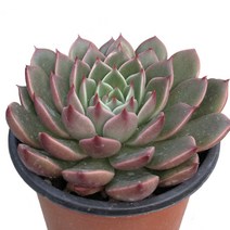 루돌프-에케베리아/촘촘한로제트/붉게물드는잎/다육, 1개