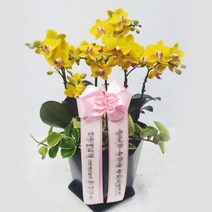 승진축하 개업화분 이전축하화분 안양꽃집 서양난 동양난 화분 자매의뜰플라워