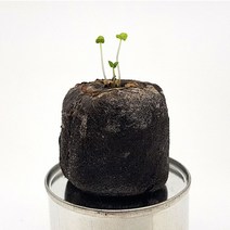 지피팰릿 식물 모종 키우기 레몬밤 2P