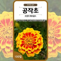 프렌치메리골드씨앗 공작초씨앗 종자 100립 꽃씨 몰 봄 여름 가을 꽃씨앗, 단품