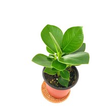 소예방 크루시아 (소품) 조화같은 식물 키우기좋은 키우기쉬운 식물인테리어