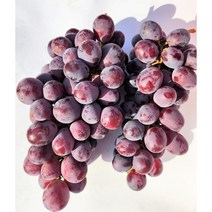 솜사탕맛 캔디포도 스윗글로브 고당도 포도, 800g*3팩, 3개