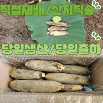 [가족연근] 국내산 생연근 대구반야월 농협작목반 연근(특) 1kg 2kg 3kg 5kg 햇연근