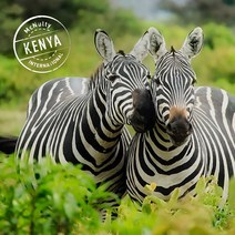 [맥널티 생두] 케냐 키암부 AA FAQ (Washed), 1kg, 1개