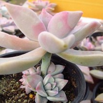 분홍 용월 자연군생 키우기 쉬운 실내 거실 다육 랜덤발송, 단품