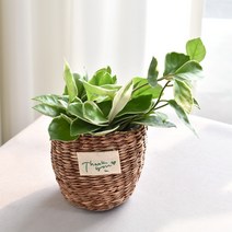 실내공기정화식물 율마 아레카야자 스킨답서스 산세베리아 테이블야자 유칼립투스 이레카야자 페페 스투키 몬스테라, 6.호야, 1개