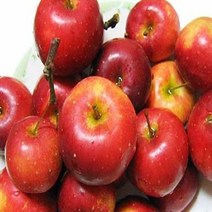 사과나무/미니사과/접목1년(5주묶음)묘목/kk2145