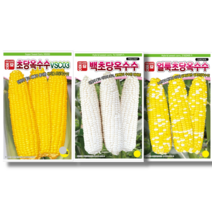 아시아종묘 초당옥수수 씨앗 [23년포장] 초당옥수수 백초당옥수수 얼룩초당옥수수 종자 100립, 얼룩초당옥수수23년최신