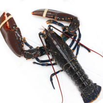 [금월크랩] 항공직송 캐나다 활 라지 점보 랍스타 2kg 시세 싯가, 활 랍스타 2kg (실중량 1.8~2.0kg), 1개
