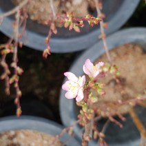 [성심꽃농원] 산앵두 (야생나무) _ 200, 개