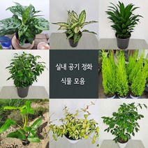 여름식물20종 중품 황금마삭줄 크루시아 초설마삭줄 유칼립투스 콤펙타 아글레오네마사파이어 산세베리아, 04.유칼립투스