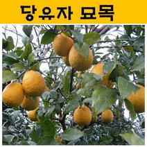 당유자 묘목 4년생 JJ21