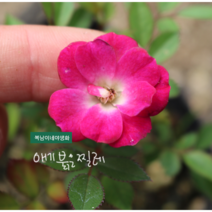 애기붉은찔레 [3포트] 체리핑크색 (복남이네 야생화 모종 찔레 장미 좀찔레), 1개