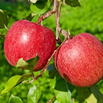 [엄지척농산물] 산지직송 안동사과 햇 홍로사과 꿀사과, 5kg 중과(17-22)