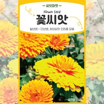 2023년 생산품 고급모음 꽃씨앗 일년생 다년생 야생화 사계절 꽃씨 종자, 175 니포피아50립