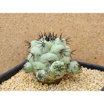 선인장/맥도가리-2618 아프리카농장, 1개