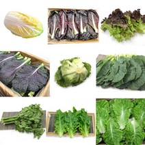 야채왕 쌈채소 꽃상추 적겨자 로메인 당귀 오크 캠핑채소 모듬쌈, 깻잎 500g