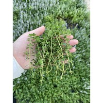 산지직송 신선한 레몬타임 골든레몬타임 허브생잎, 레몬타임50g, 1개