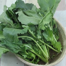 남해에서 해풍맞고 자란 나물채소 겨울초500g, 1봉, kg