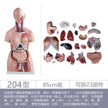 피규어, 타입 204 / 높이 85cm