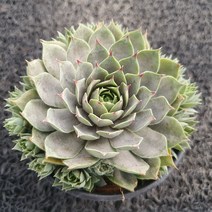 봄의정원 제노비아 바위솔(2포트), 1개