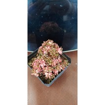 팅커벨 소인제금