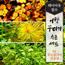 [미초 오픈이벤트] 키우기 쉬운 튼튼한 초보 수초 세트 (루드위지아 모음전) 12촉/16촉 랜덤발송 + 서비스 증정 / 어항 수초 / 레이아웃 / 구피 수초 / 치어 수초 /, 16촉