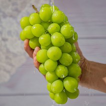 김천 샤인머스켓 1수 ~ 6수 망고포도 상주 샤인머스켓 선물 씨없는 청포도 선물용 샤인머스켓 씨없는포도 상주포도 김천포도 샤인머스캣, 특품, 3수 1.8kg