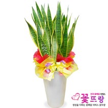공기정화식물 개업화분 축하화분 화분배달 스투키 행운목 금전수 전국당일배송, A05 산세베리아