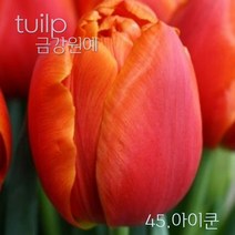 튤립 구근 2022년 입고 금강원예, 45.아이쿤(5구)