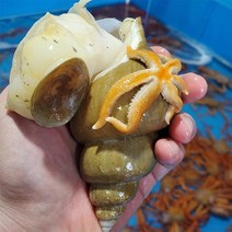 푸드랍 백고동(대)1kg(8~15미내외), 1개