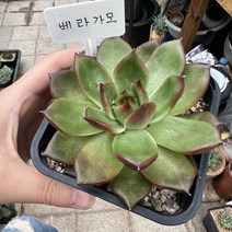 (공주네다육이화원) 베라가모 물듬이 예쁜창