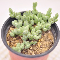 벽어연 다육이 모양이 특이한 다육식물랜덤9-20, 단품, 1개