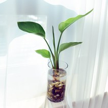 중품 수경재배식물 DIY세트 실내공기정화식물, 극락조, 우와석