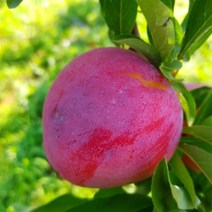 대석(조생)자두 나무 묘목판매 (청아원예조경), 대석(조생)자두 접목1년생 상묘