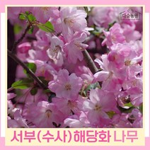 서부해당화나무 묘목 수사해당화 접목1년생 뿌리묘 3개