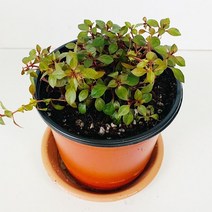 수초 화분 루드위지아sp 슈퍼레드