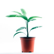 공기정화식물 관음죽 - 기르기쉽고 그늘과 추위에 강