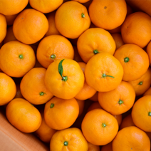 산지직송 제주 서귀포시 노지 감귤 타이벡 고당도 귤 첫수확 1박스 3kg, 산지직송 제주 감귤 3kg