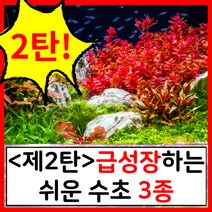 수초하우스) <2탄>급성장하는 쉬운 수초 3종 세트<2탄>, 미디엄(35줄기)” class=”wr-img”></a></div>
</div>
</div>
</div>
<div class=