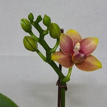 하이시티팜 미니호접란 핑크 크리스탈, 1개