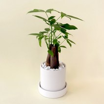 [마이플랜트] 파키라 공기정화식물 화분세트