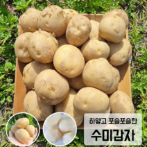 [2023년 수확] 감자 햇감자 수미감자 국내산 포슬포슬, 5kg, 1개, 중