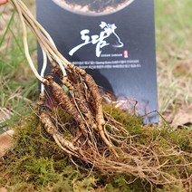 도담산삼 9-10년근 파삼 못난이삼 못난이산양삼 산양산삼 장뇌삼 산삼, 10000, 9-10년근 파삼 100g