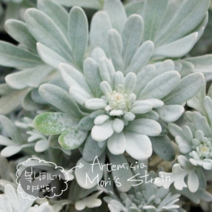 흰쑥 바우톤실버 [4포트](복남이네 야생화 모종 그라스 백묘국 아르테미시아), 1개