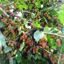 오디나무(청수뽕)접목1년(2주묶음)묘목/F0228