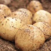 이웃사촌 햇 감자 단골많은 집, 10kg (왕왕, 식당용), 1박스