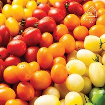 [웰굿] 4계절 칼라방울토마토 1kg(대), 1개