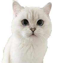 차량용 냉장고 미니 냉온장고 캠핑용 온장고 3Ratels CM29 사랑스러운 고양이 페르시아 Birman Bombay 영국, 03 CM29-3_02 20cm(7.87 inch)